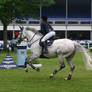 Show Jumping Stock 018