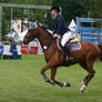 Show Jumping Stock 027