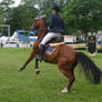 Show Jumping Stock 037