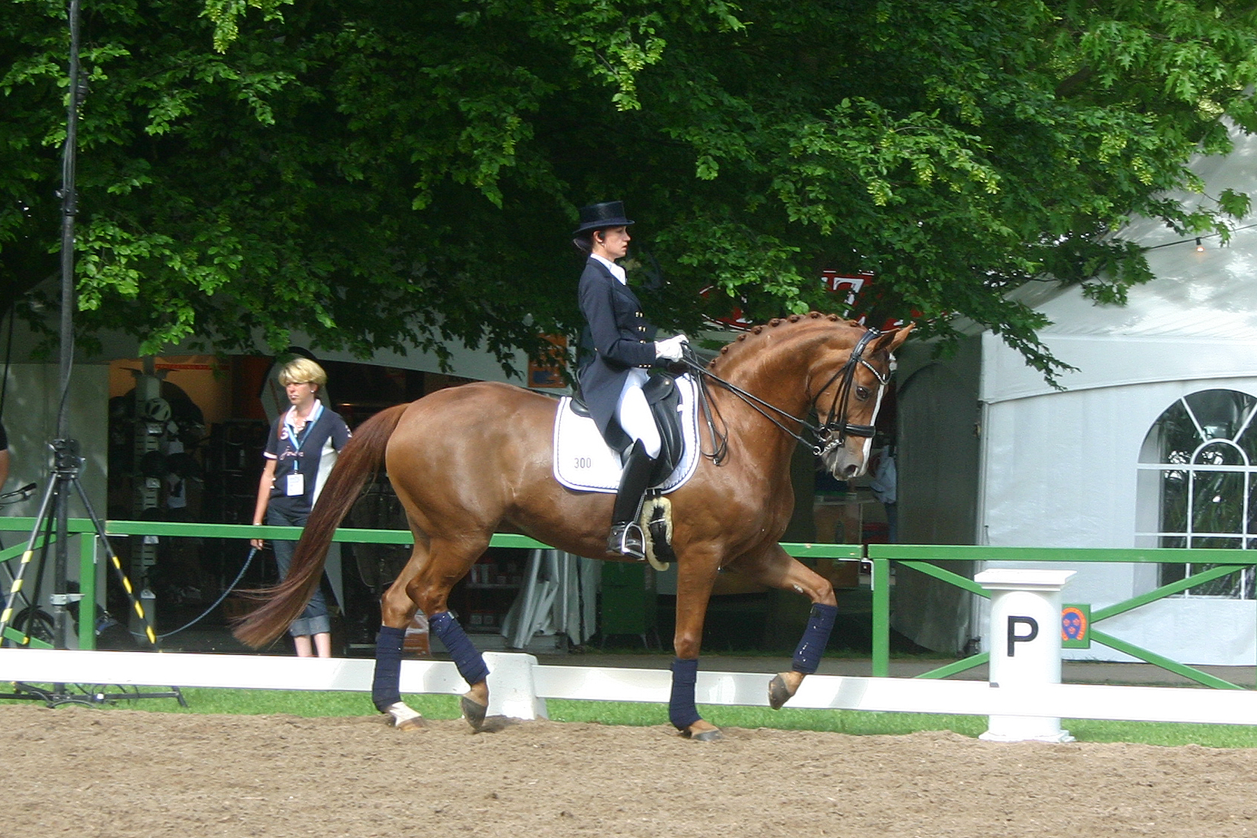 Dressage Trot Stock 03