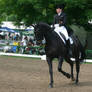 Dressage Trot Stock 05