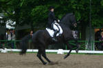 Dressage Canter Pirouette Stock 01