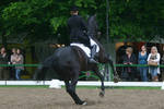 Dressage Canter Pirouette Stock 02