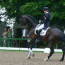 Dressage Canter Stock 02