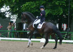 Dressage Canter Stock 02