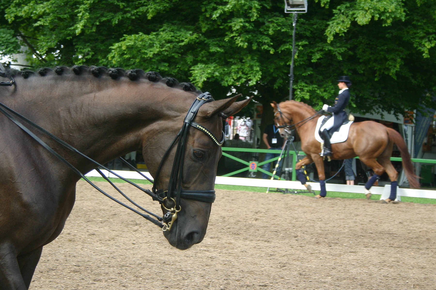 Dressage Portrait Stock 01