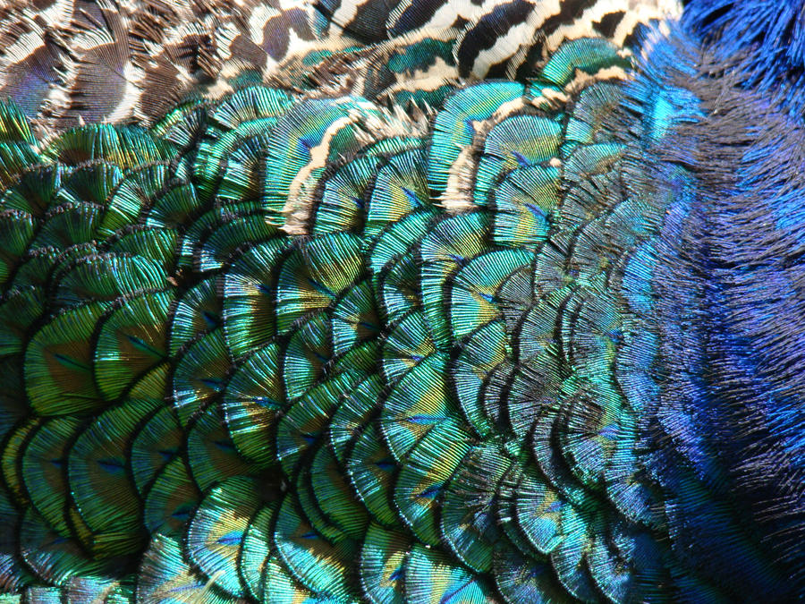 Creature - Textures 01 by LuDa-Stock on DeviantArt