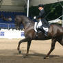 Dressage Canter Stock