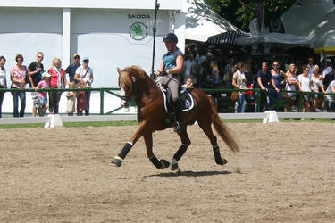 Dressage Riding Trot Stock