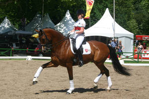 Dressage Riding Trot Stock
