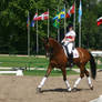 Dressage Riding Trot Stock