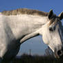 Grey Warmblood Portrait Stock