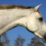 Grey Warmblood Portrait Stock