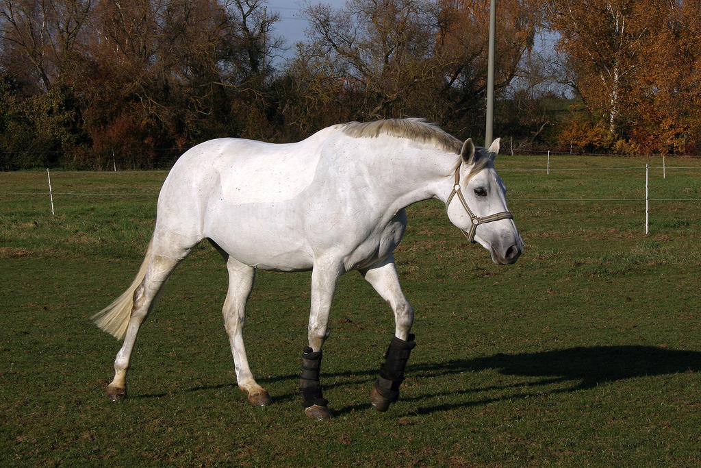 Grey Warmblood Mare Stock