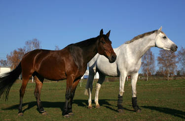 Trotter and Warmblood Stock