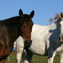 Trotter and WarmbloodPortait Stock