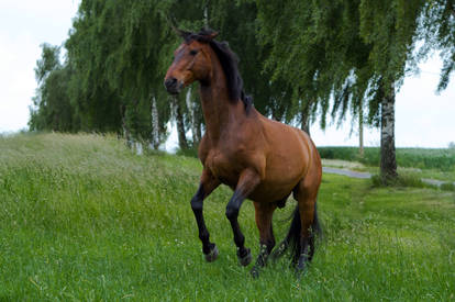 Bay Horse Rearing Stock