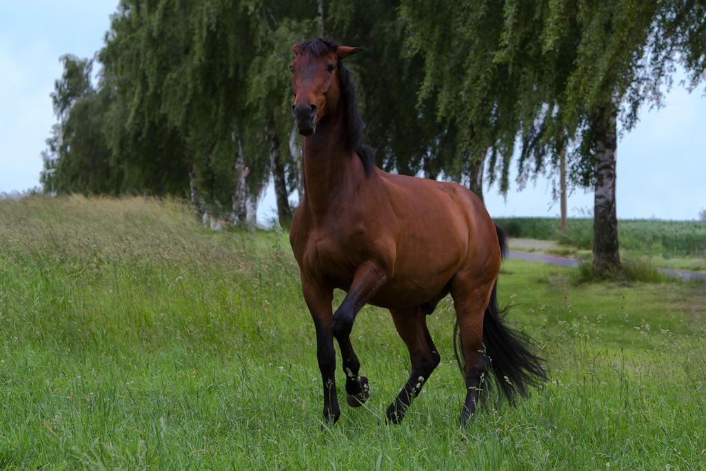 Bay Horse Rearing Stock