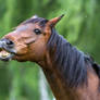 Horse Flehming Portrait Stock