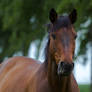 Bay Horse Portrait Stock