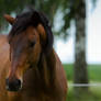 Bay Horse Portrait Stock