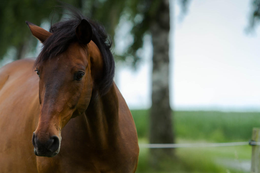 Bay Horse Portrait Stock