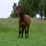 Bay Horse Neighing Stock