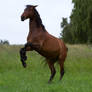 Bay Horse Rearing Stock