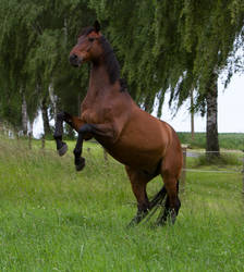 Bay Horse Rearing Stock