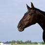 Black Beauty Warmblood Stock