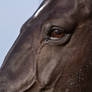 Black Beauty Warmblood Eye Stock