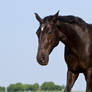 Black Beauty Warmblood Stock