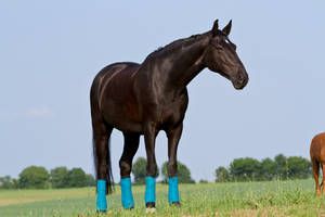 Black Beauty Warmblood Stock