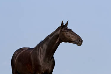 Black Beauty Warmblood Stock