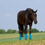 Black Beauty Warmblood Stock