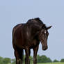 Black Beauty Warmblood Stock