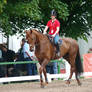 Equine Stock under Saddle Akhal Teke Conformation