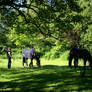 A Walk in the Park Riding Stock