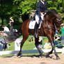 Spanish Iberian Dressage Horse Trot