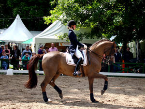 Dressage Passage or Piaffe seen from the side