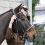 Putting on a Bridle - Step 011 - Forelock