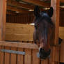 Equestrian Facility Stock - Stable Interior