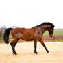 Free Dressage- Attacking Wild Horse II