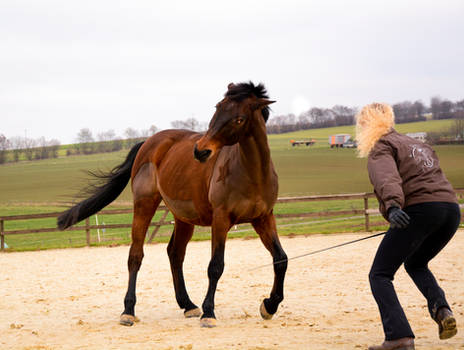 Free Dressage- Attacking Wild Horse