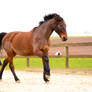 Free Dressage-2495