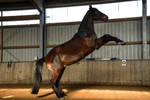 Free Dressage - Bay Horse Rearing