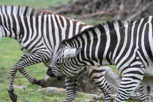 Zebra Stock II 23