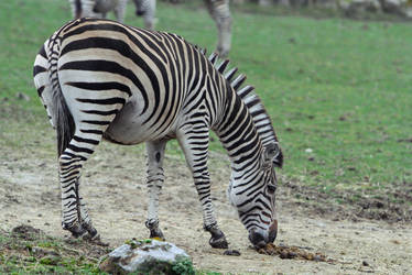 Zebra Stock II 107