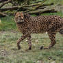 Cheetah Stock 14
