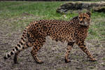 Cheetah Stock 6